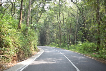 Road through the forest.