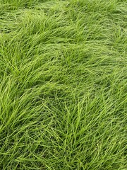 green leaves with breeze