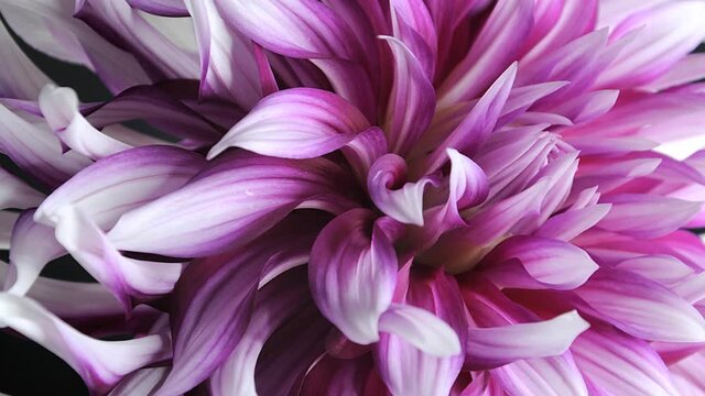 Dahlia Flower Bloom Timelapse Pink White 03
