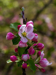 Spring,wild flowering of plants, awakening in nature, young flowers and shoots of trees with leaves on the sunny side.