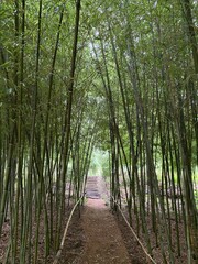 bamboo grove