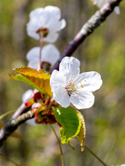 Spring,wild flowering of plants, awakening in nature, young flowers and shoots of trees with leaves on the sunny side.