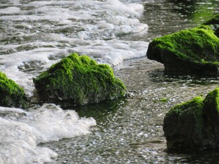 海藻　岩　波