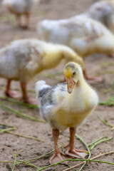 Cute little  duckling. Duckling on a chicken farm close-up.