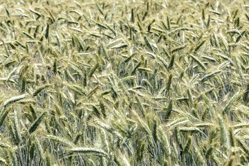 Wheat ears background. Green young wheat field close-up.