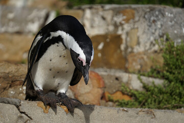 Fototapeta premium Penguin considering next step