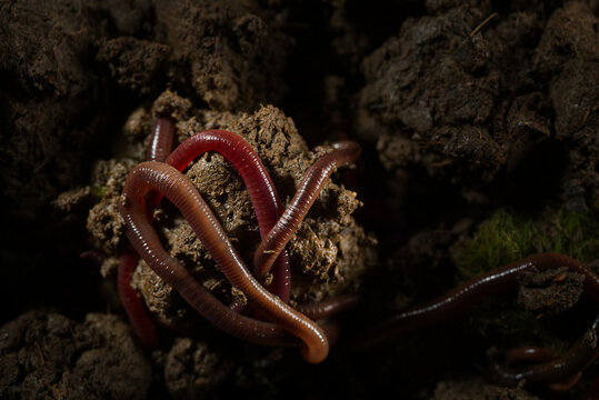 Beautiful closeup macro photo group of earthworms drill and adventure in fertile soil. Flash light made to show earthworm's tube shape anatomy by lighting reflex on their skin that looks smooth shiny.