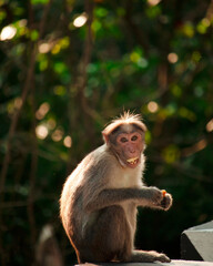 a long macaque