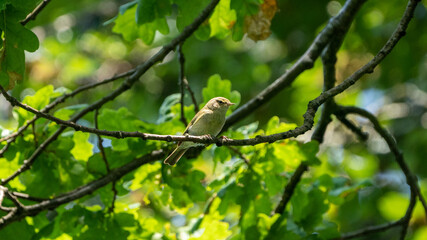 Common chiffchaff bird mother on a branch