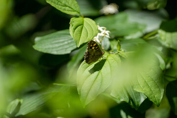 butterfly on a leaf in a forest