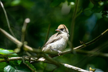 Baby blackcap warbler bird in spring after getting out of the nest