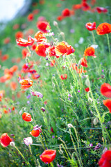 Field flowers Red poppy and daisies flower among green grass on a Sunny day. High quality photo