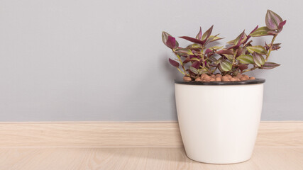 The tradescantia Nanouk plant in the white plastic pot with grey wallpaper and places the pot on the wooden floor and copy space on the left-hand side