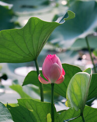 pink lotus flower bud