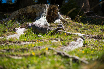 Fototapeta premium Malga Ra Stua in den Dolomiten