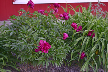 Red peony bushes with greenery in the city