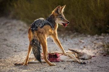 Black backed jackal eating his prey in Kgalagadi transfrontier park, South Africa ; Specie Canis mesomelas family of Canidae