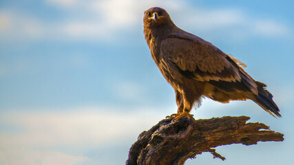 A steppe eagle scanning the jungle around