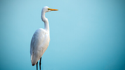 An egret scanning the water body amidst dense fog