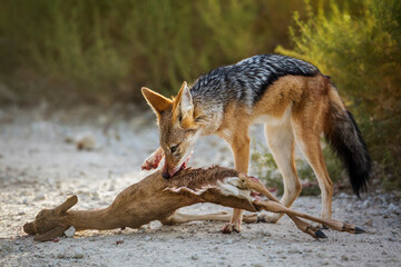 Black backed jackal eating his prey in Kgalagadi transfrontier park, South Africa ; Specie Canis mesomelas family of Canidae