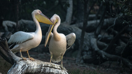 Pelicans relaxing near the water body