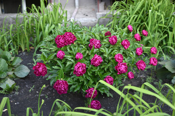 Red peony bushes with greenery in the city