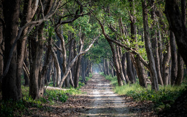 Obraz premium The jungle scenery