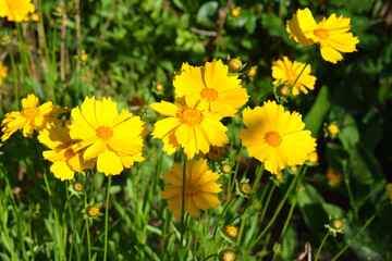 Fototapeta premium Yellow flowers of lance-leaved coreopsis in the garden. Coreopsis lanceolata.