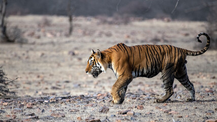 Obraz na płótnie Canvas A Male Tiger roaming through his territory