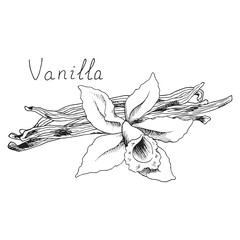 Vanilla. Plant pods. Blooming orchid flower. Herb. Condiment for baking and cooking. Isolated clipart set on white background. Hand-drawn ink sketch.