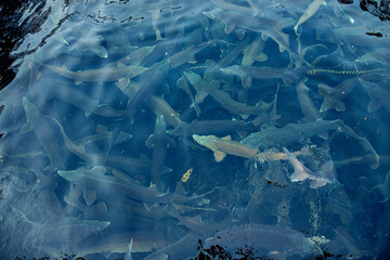 Fish farm for breeding sturgeon fry. Concept aquaculture pisciculture, top view - obrazy, fototapety, plakaty