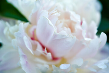 Pink and white peonies and bushes close up