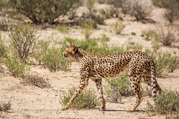 Obraz na płótnie Canvas Cheetah walking in dry land in Kgalagadi transfrontier park, South Africa ; Specie Acinonyx jubatus family of Felidae