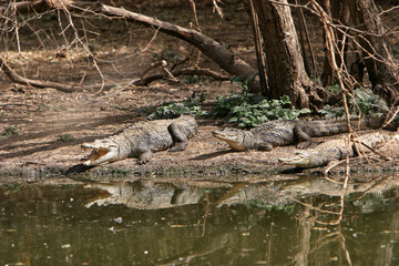 Naklejka na ściany i meble crocodile du nil - Nile crocodile 