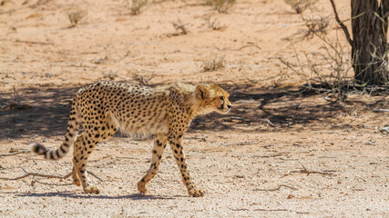 Young Cheetah walking in dry land in Kgalagadi transfrontier park, South Africa ; Specie Acinonyx jubatus family of Felidae