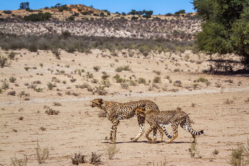 Cheetah female and cub walking in desert in Kgalagadi transfrontier park, South Africa ; Specie Acinonyx jubatus family of Felidae