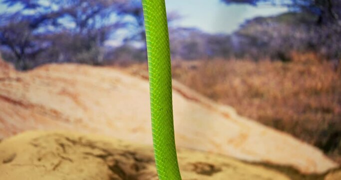 Closeup of colorful mamba on the tree