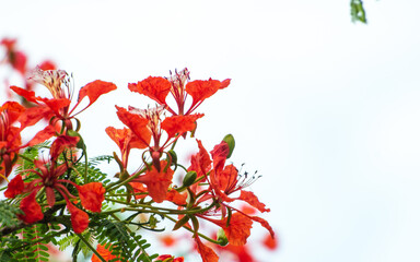 The background image of Delonix regia flowers 