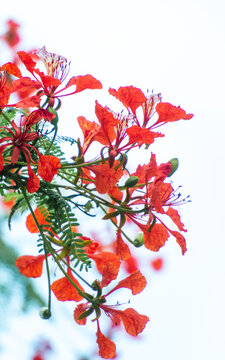The background image of Delonix regia flowers 