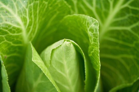 Green cabbage ( spitzkohl, spitzkraut). Close up. Top view.