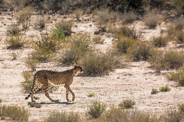 Cheetah walking on dry land in Kgalagadi transfrontier park, South Africa ; Specie Acinonyx jubatus family of Felidae