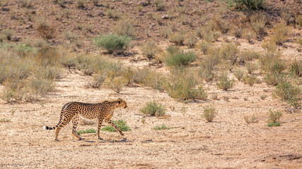 Cheetah walking on dry land in Kgalagadi transfrontier park, South Africa ; Specie Acinonyx jubatus family of Felidae