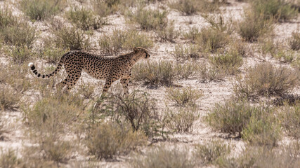 Cheetah walking on dry land in Kgalagadi transfrontier park, South Africa ; Specie Acinonyx jubatus family of Felidae