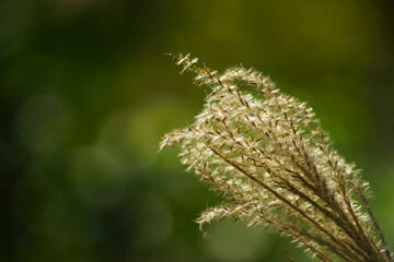 Close up of grass