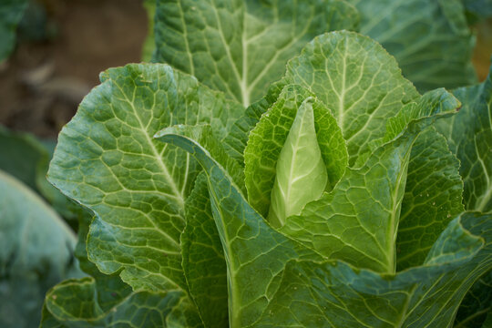 Green cabbage ( spitzkohl, spitzkraut). Side view.
