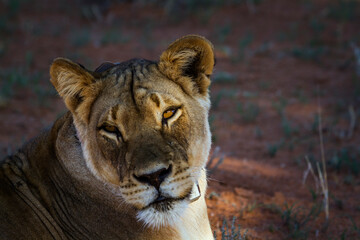 African lioness portrait with radio collar in Kgalagadi transfrontier park, South Africa; Specie panthera leo family of felidae