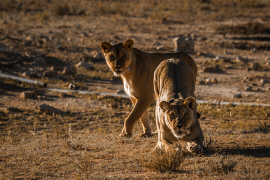 Two African lioness straching front view in Kgalagadi transfrontier park, South Africa; Specie panthera leo family of felidae