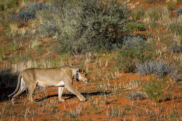 African lioness with tracking collar walking in Kgalagadi transfrontier park, South Africa; Specie panthera leo family of felidae