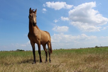 Obraz premium horse in the field