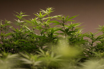 Medical Cannabis Sativa plants growing under LED lighting indoors. Close Lab system.legal light drugs prescribe, alternative remedy or medication , medicine concept selective focus